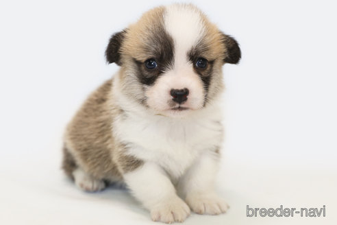 成約済の神奈川県のウェルシュコーギーペンブローク-308947の2枚目